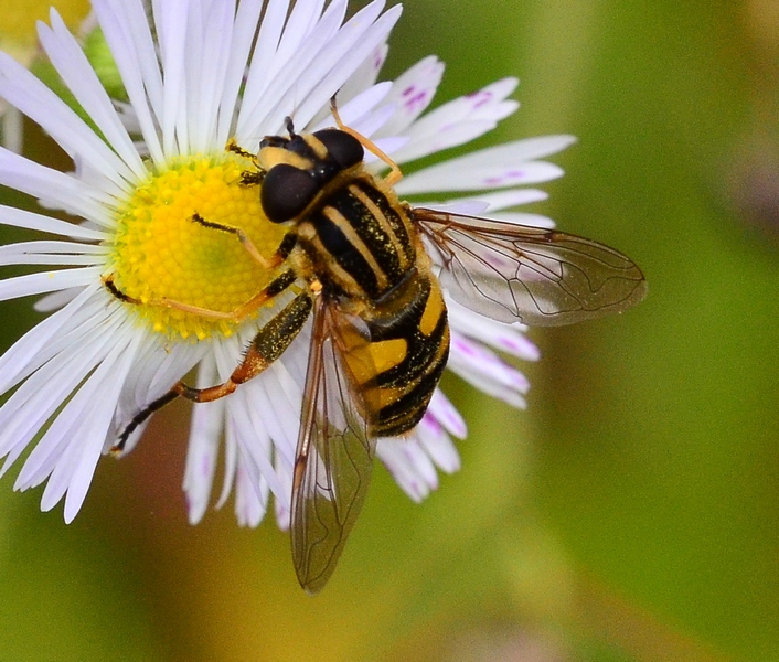 Helophilus